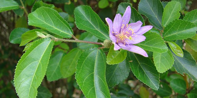 Grewia occidentalis : un trésor floral pour jardins doux