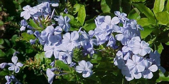 Découvrez le plumbago du Cap, une explosion de bleu dans votre jardin