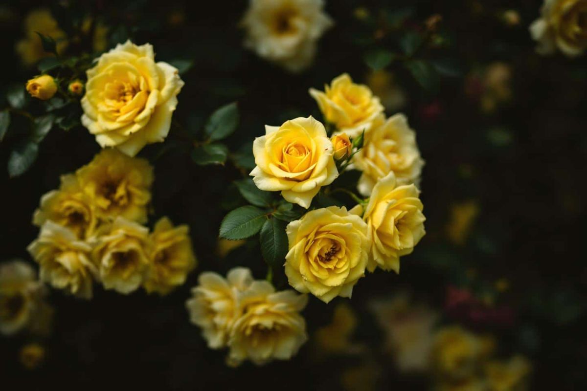 Des rosiers éclatants tout l'été : astuces pour un jardin écoresponsable