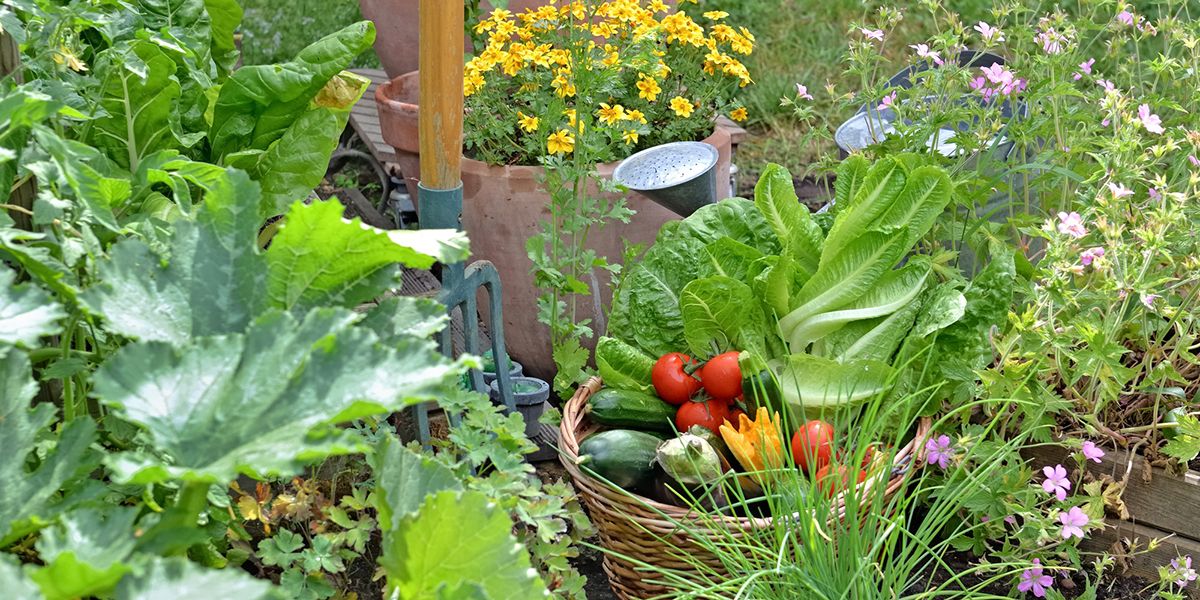 démarrez votre potager comme un pro : 10 astuces indispensables
