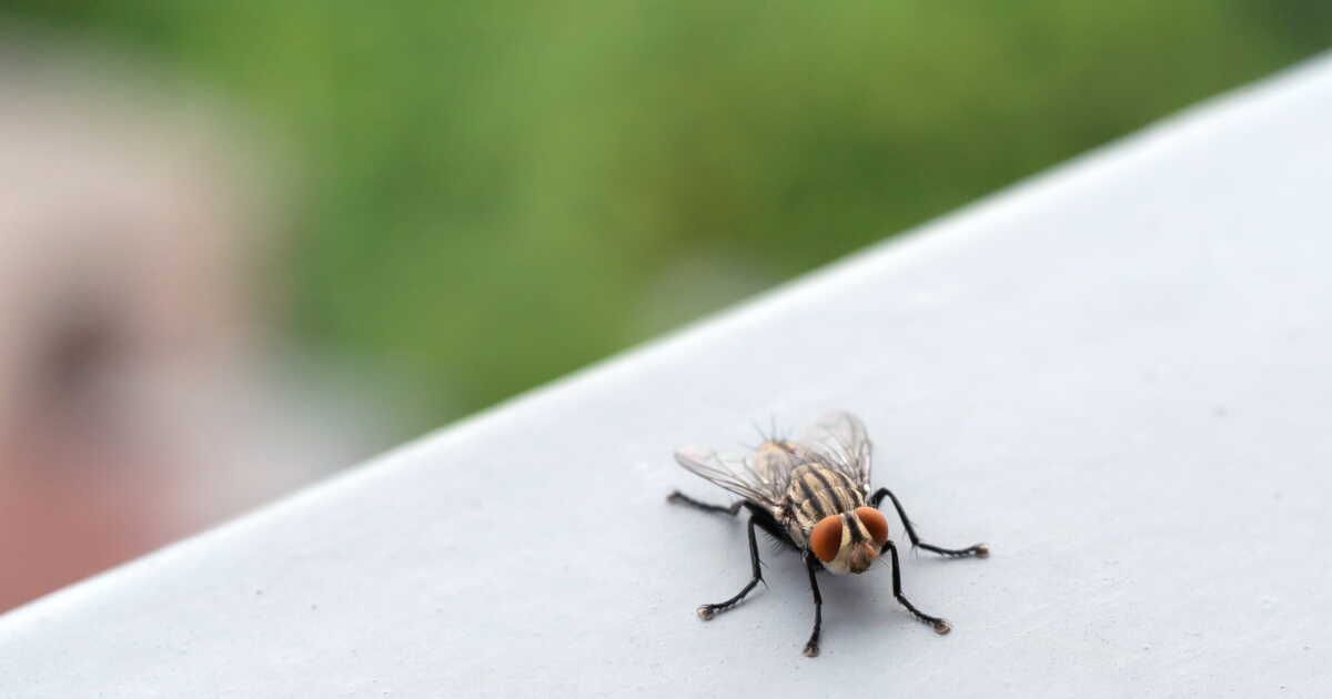 Éloignez les mouches de votre maison avec des solutions naturelles