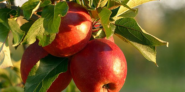 Le pommier, un arbre fruitier emblématique