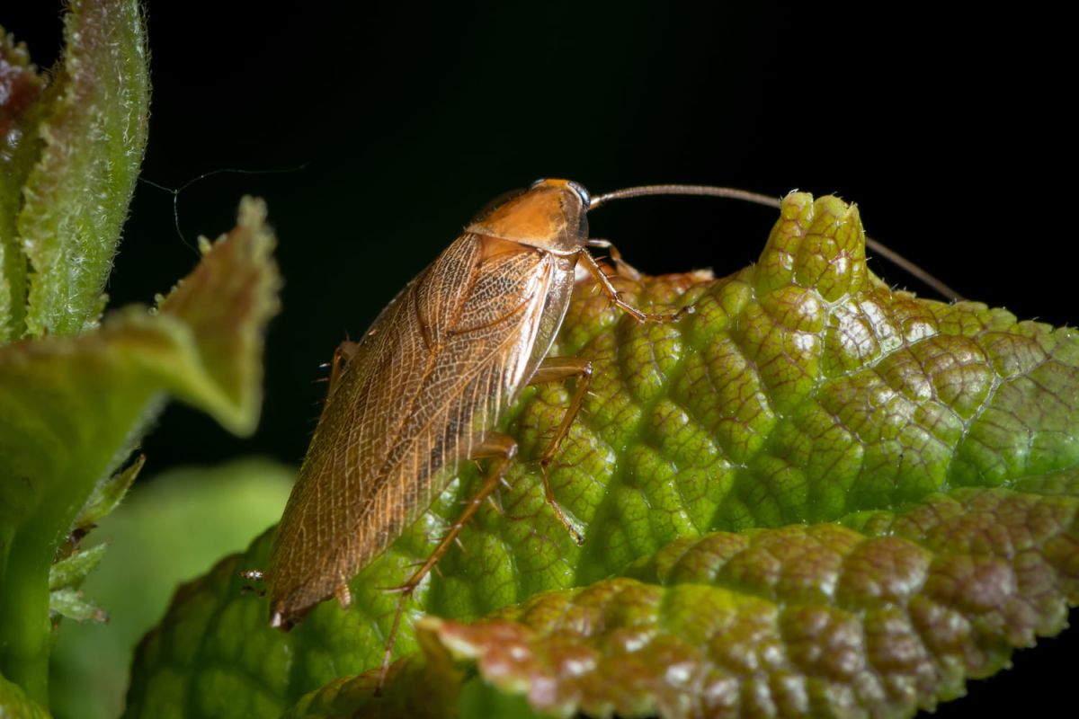 Se débarrasser des cafards de jardin : astuces et solutions