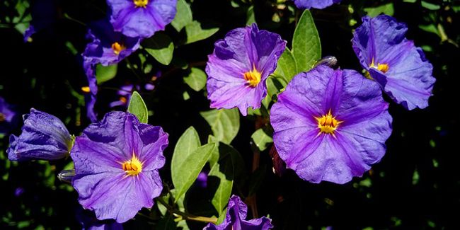Arbre à gentiane (Solanum rantonnetii syn. Lycianthes rantonnetii), Morelle de Rantonnet