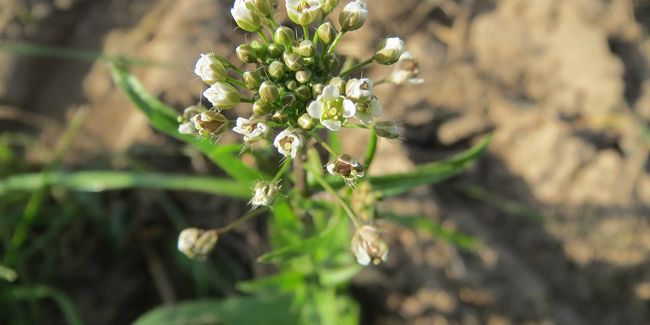 La bourse à pasteur (Capsella bursa-pastoris) ou capselle