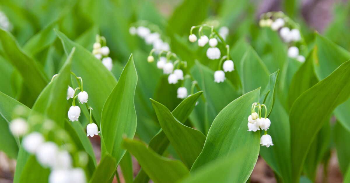 Le guide ultime pour planter du muguet avec succès