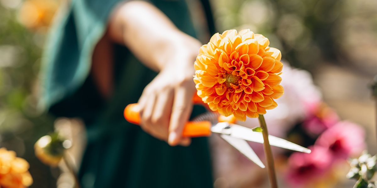 L'art de couper les fleurs de dahlias après leur floraison