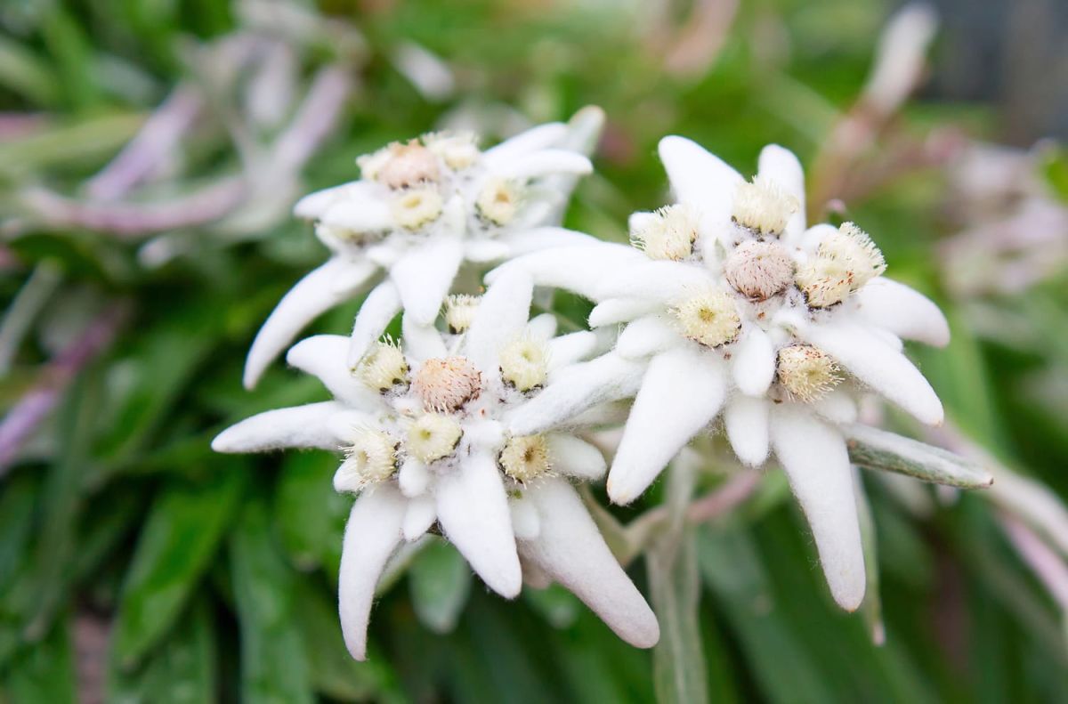 Edelweiss : la majestueuse fleur des montagnes et son entretien