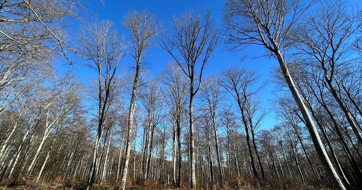 Allier face aux feux de forêt : une lutte en prévention