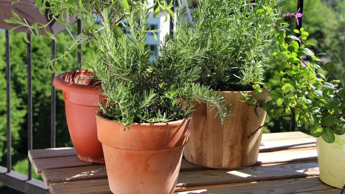 Cultiver des aromatiques sur votre balcon : conseils et astuces