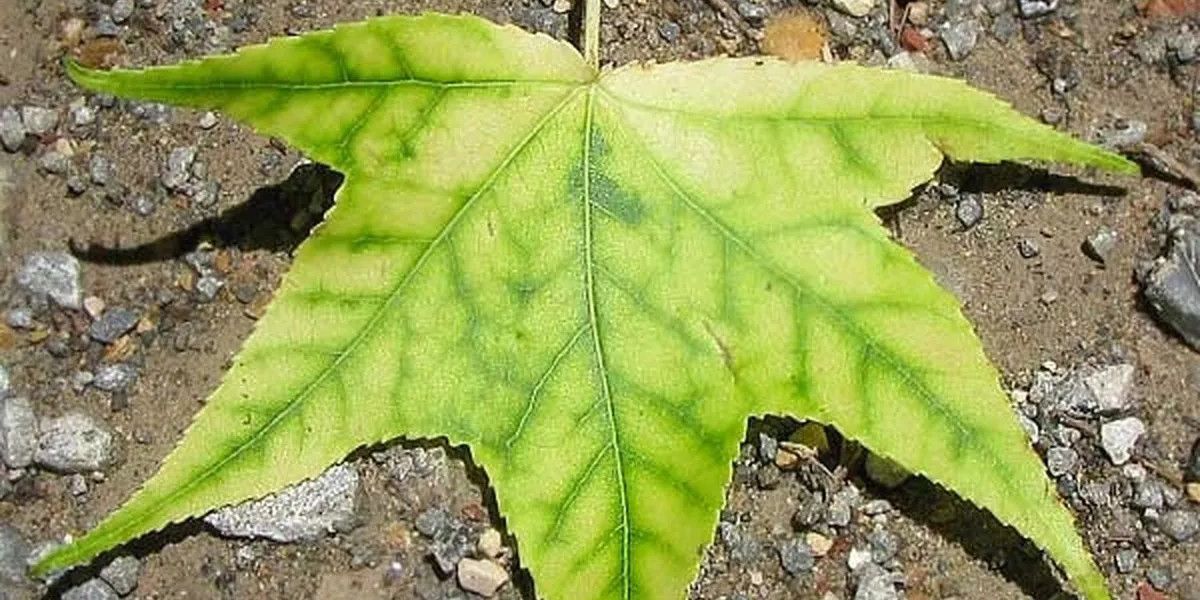 Comprendre et traiter la chlorose ferrique de manière naturelle
