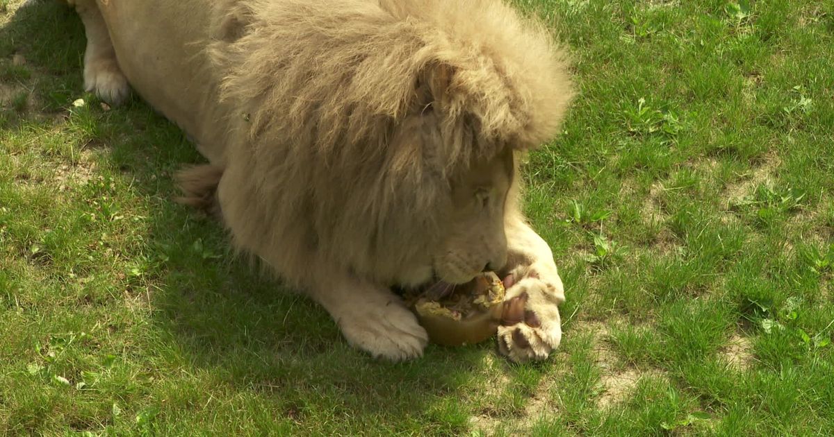 Des glaces pour rafraîchir les fauves face à la chaleur en Isère