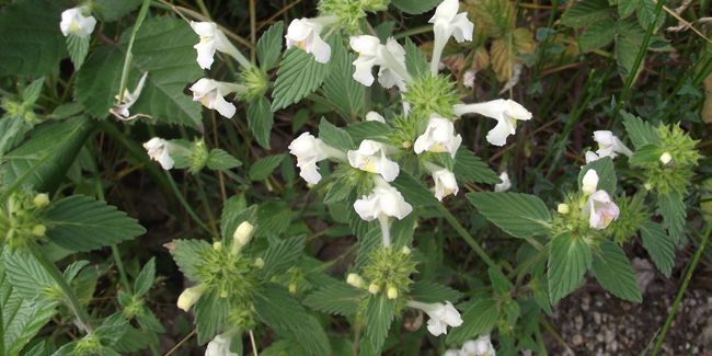 Le galéopsis : un allié naturel pour vos bronches
