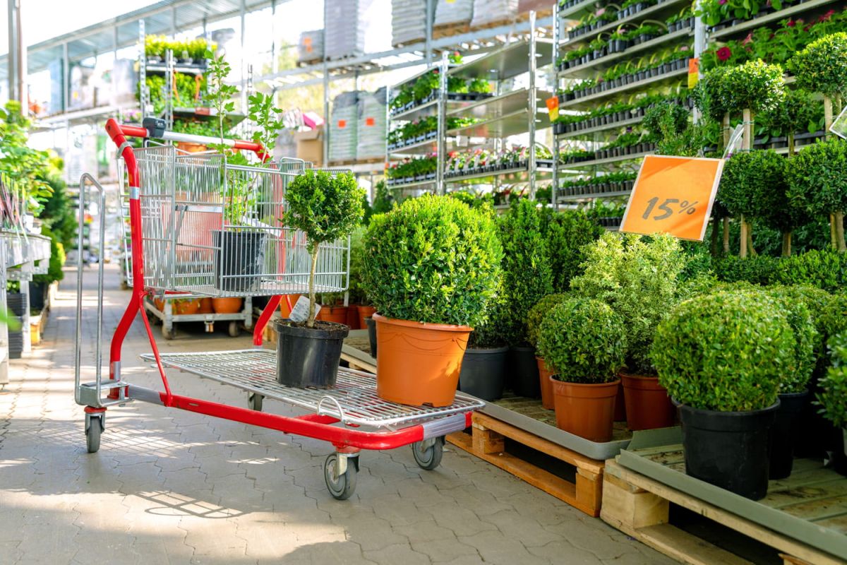 Comment choisir une plante en bonne santé lors de vos achats