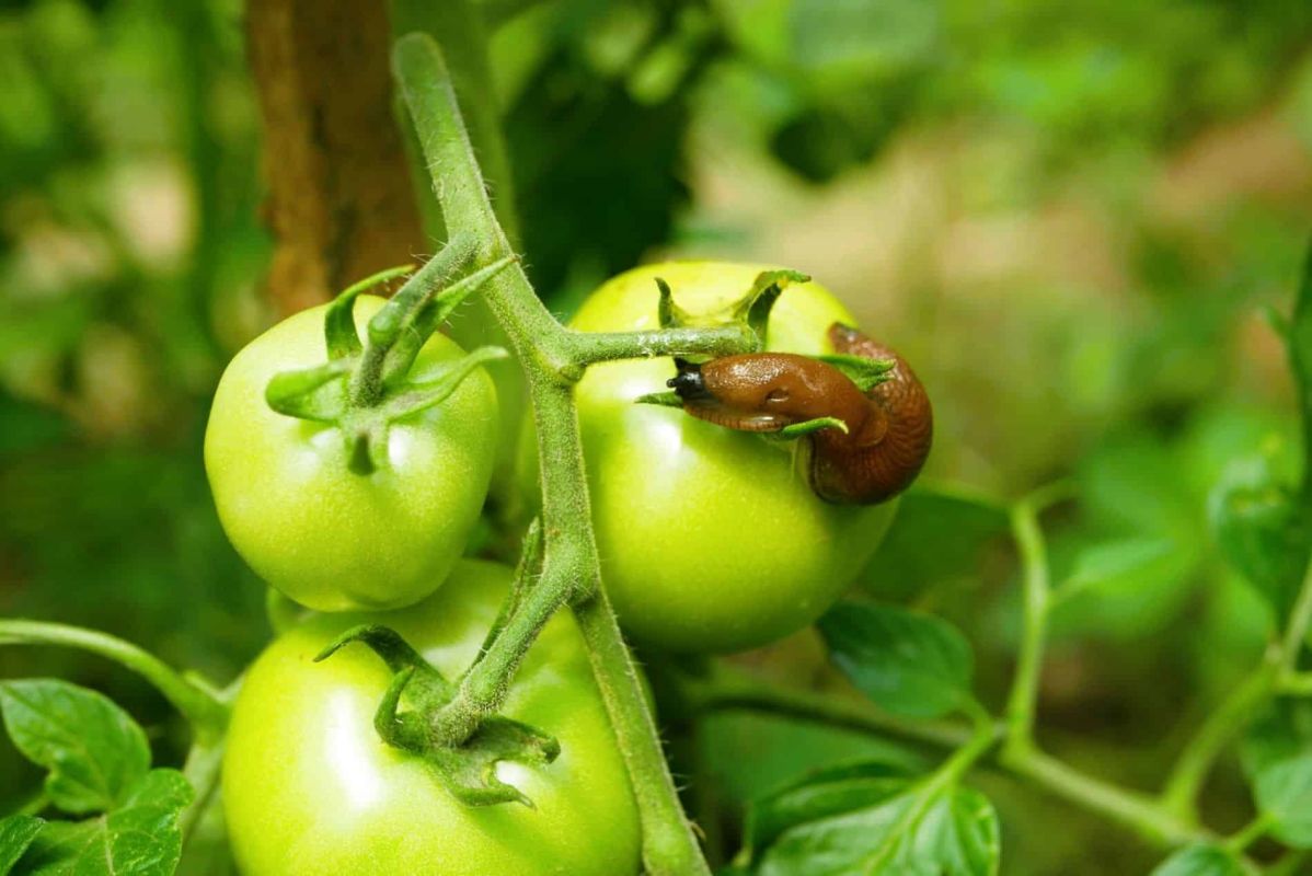 Ce jardinier rusé révèle comment protéger ses tomates des limaces avec une feuille surprenante