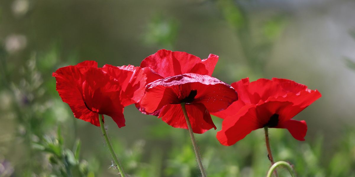 Coquelicot : semis, culture, entretien et floraison