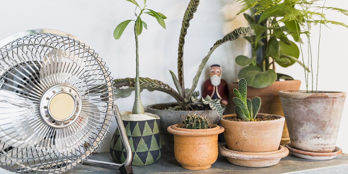 Comment préserver vos plantes d'intérieur face à la climatisation et aux ventilateurs en été
