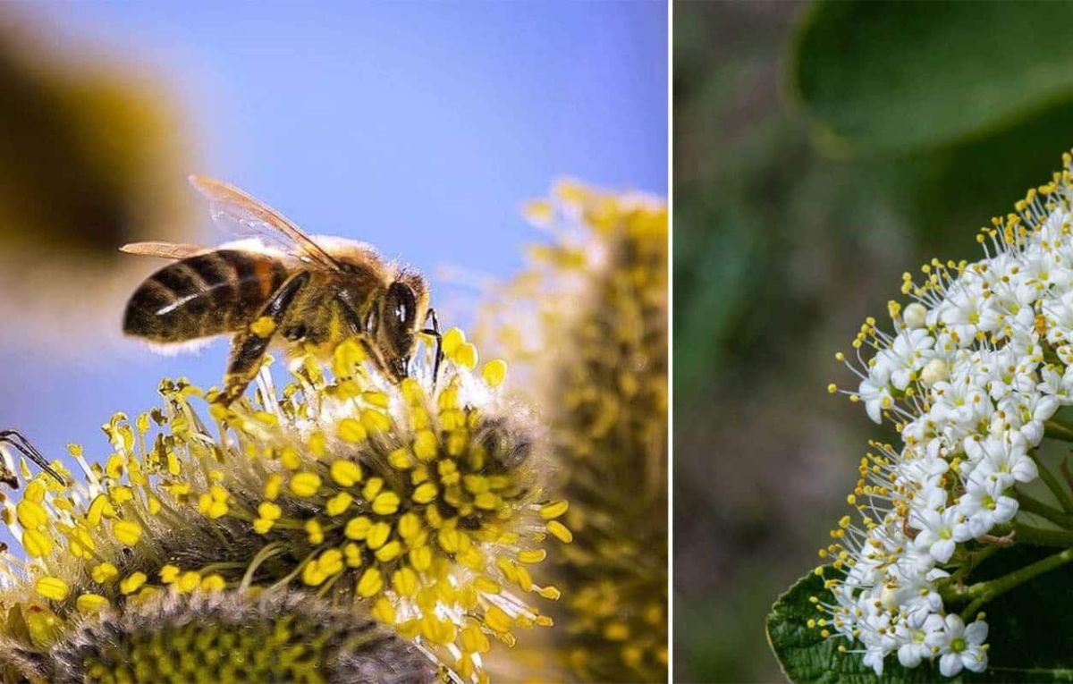 Des arbustes mellifères pour attirer les abeilles dans votre jardin