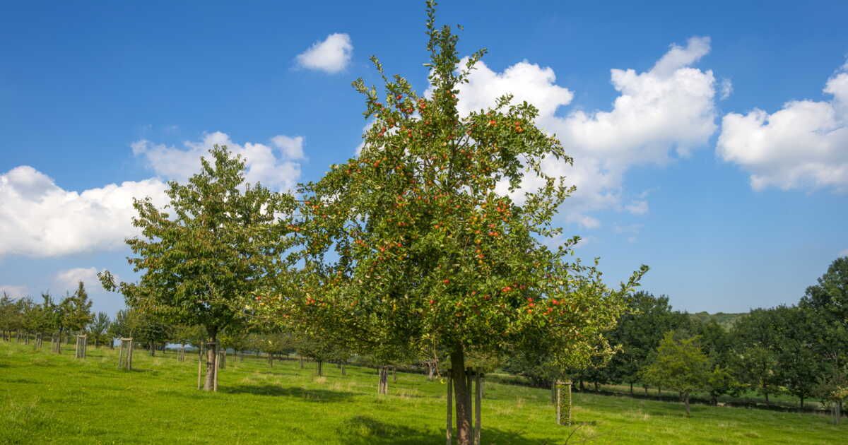 l'art de cultiver des arbres fruitiers pour une récolte réussie