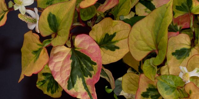 Plante caméléon (Houttuynia cordata), un bijou pour votre jardin aquatique