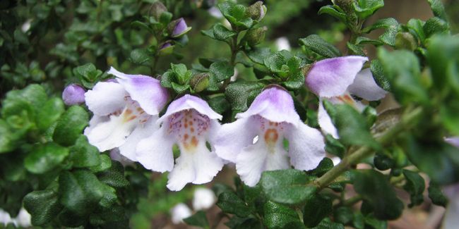 La menthe australienne : un arbuste aromatique à découvrir