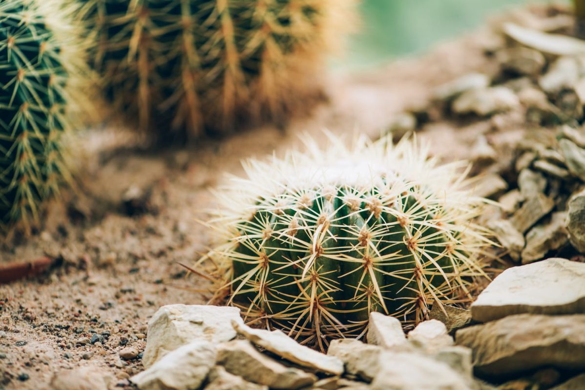 le secret des cactus en pleine forme révélé par un expert