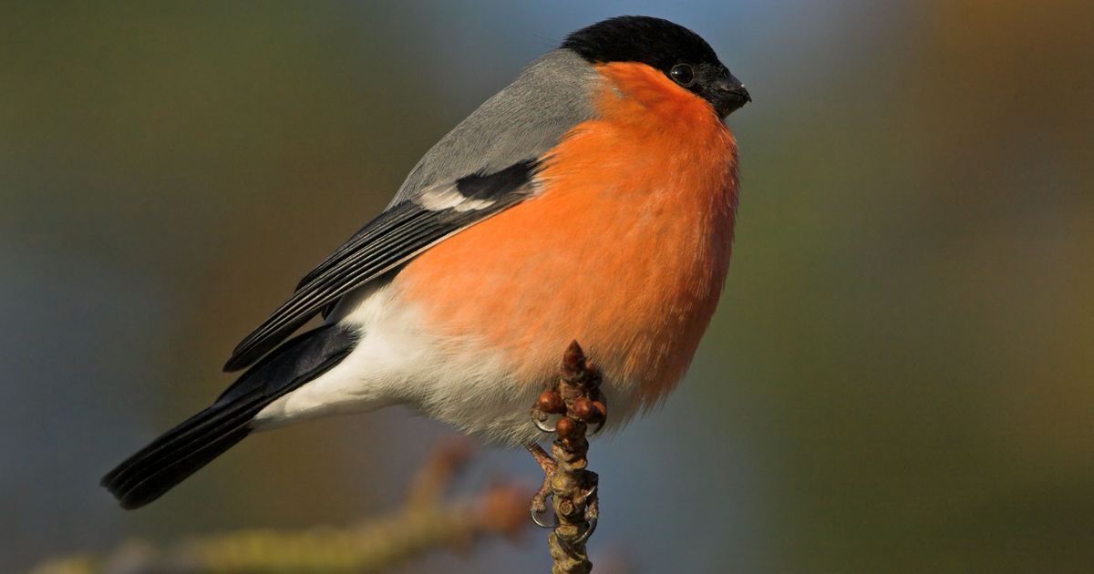 Baisse inquiétante de la population d'oiseaux en Indre-et-Loire : un appel à l'action
