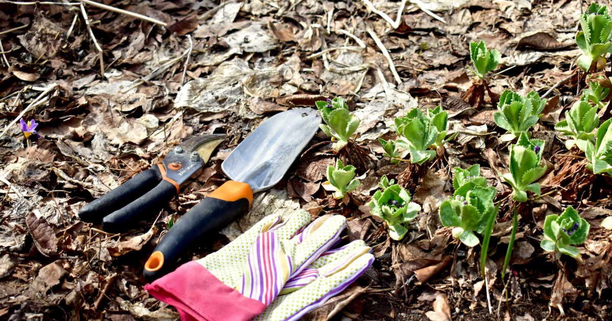 Les plantes à privilégier en avril au jardin