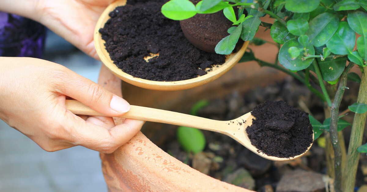cinq fertilisants naturels pour nourrir votre jardin