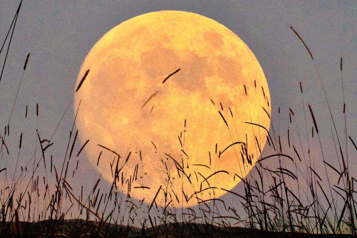 Lune rousse : un avertissement pour vos plantes au printemps
