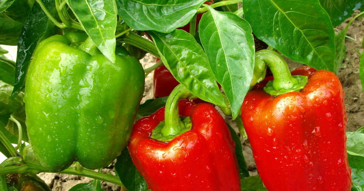 Cultivez un potager résilient face à la chaleur estivale