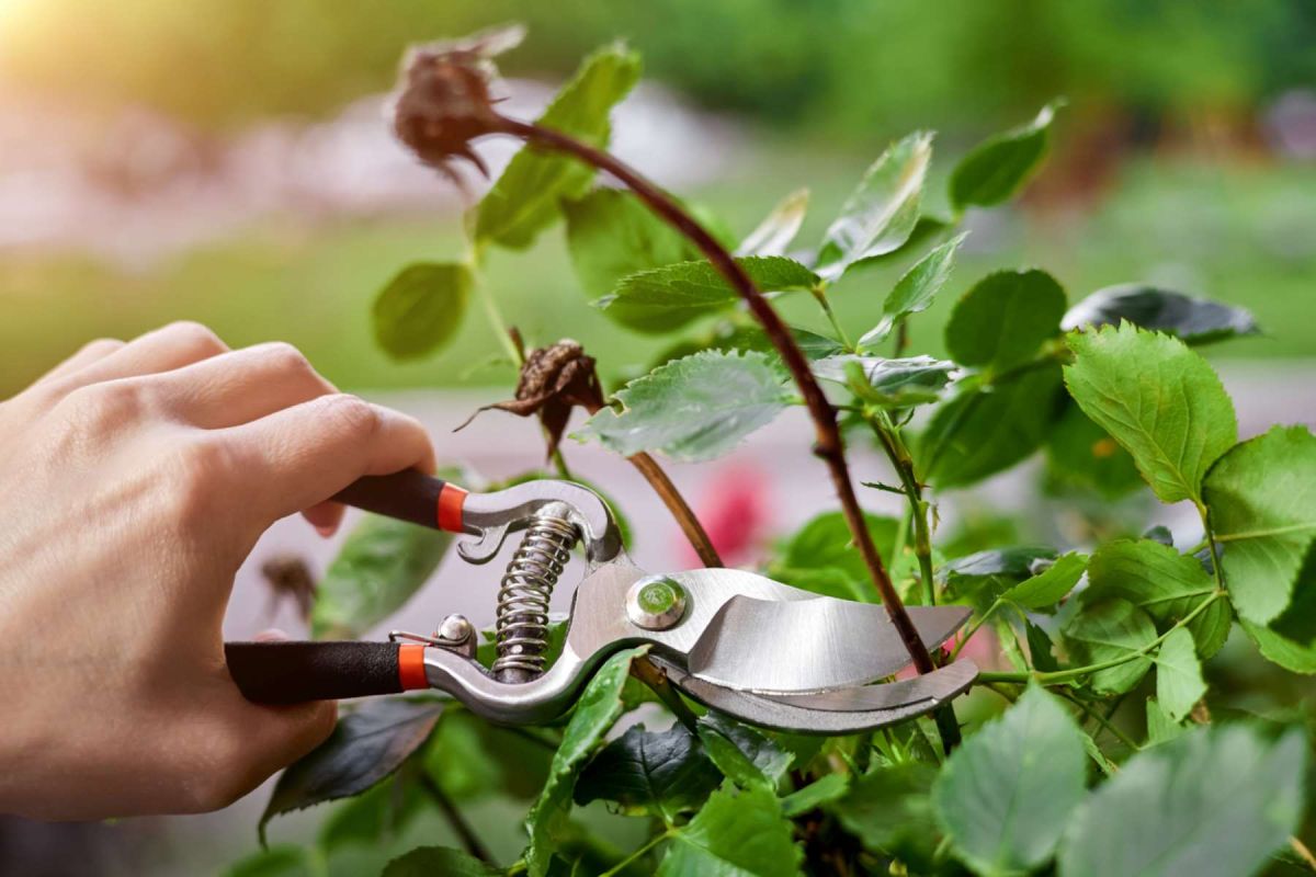 Les clés d'un jardin épanoui : préparez-vous pour le printemps dès novembre