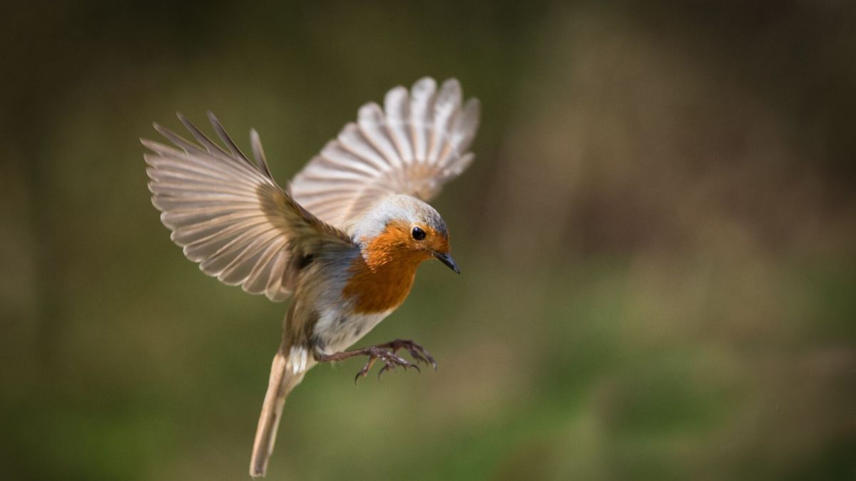 découvrez les chants des oiseaux avec votre smartphone