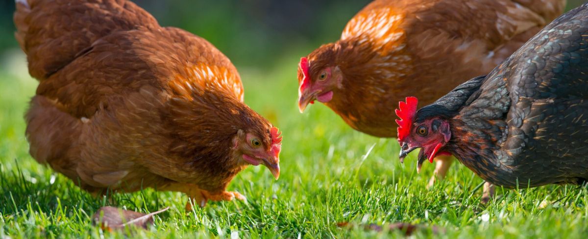 Laissez vos poules profiter du jardin en hiver : quelles précautions prendre ?