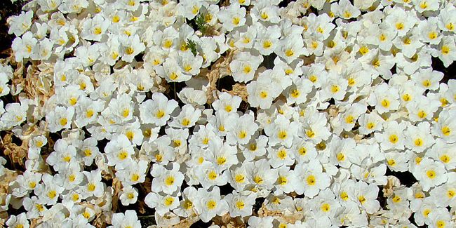 Nierembergia rampant : un véritable tapis floral à découvrir