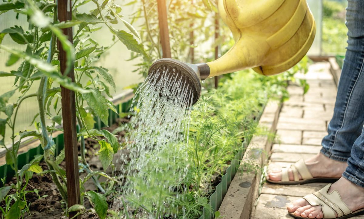 Arroser vos plantes n'est qu'un début : découvrez le geste essentiel pour l'été