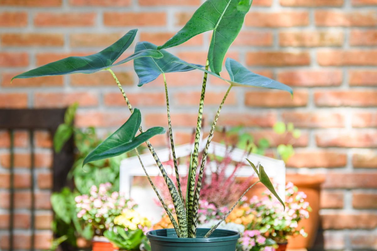 Alocasia zebrina : secrets d'entretien et conseils de culture