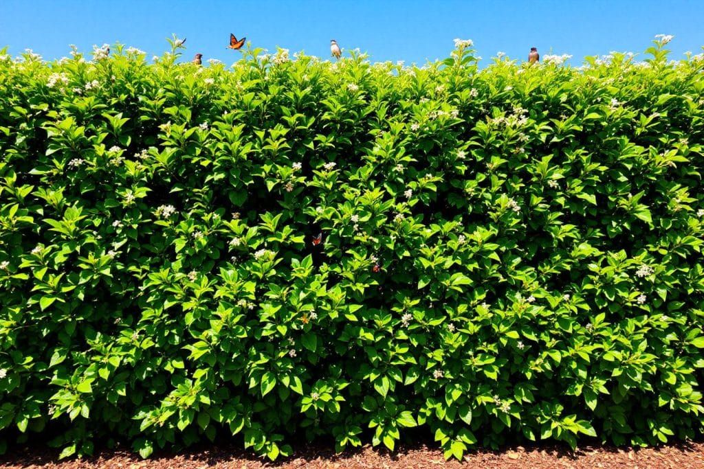 Préparez vos haies cet été pour un jardin florissant et durable