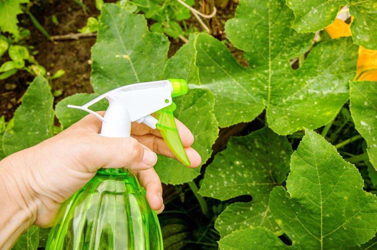 Des techniques naturelles pour lutter contre l'oïdium des plantes