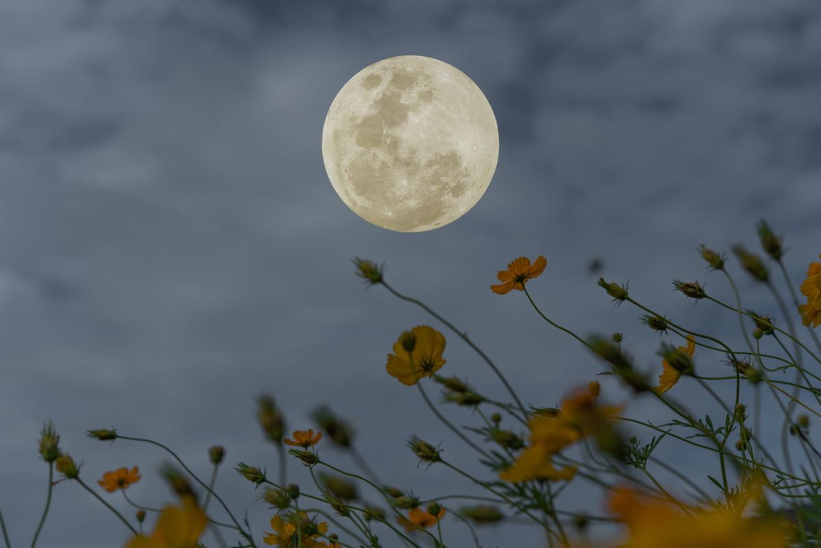 La lune des moissons : un signal pour préparer votre jardin