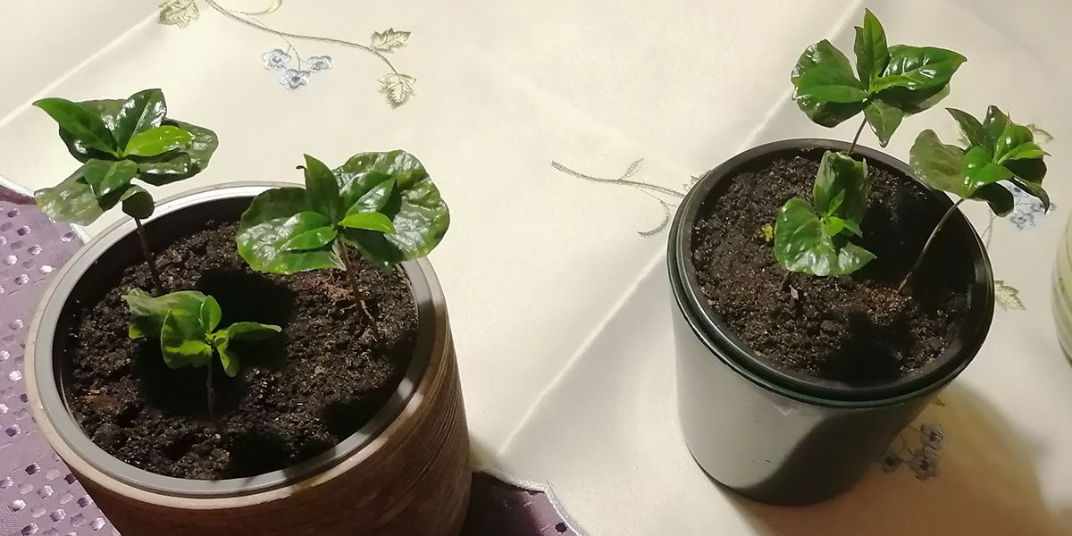 Cultiver un caféier en pot : guide pratique pour un arbuste florissant