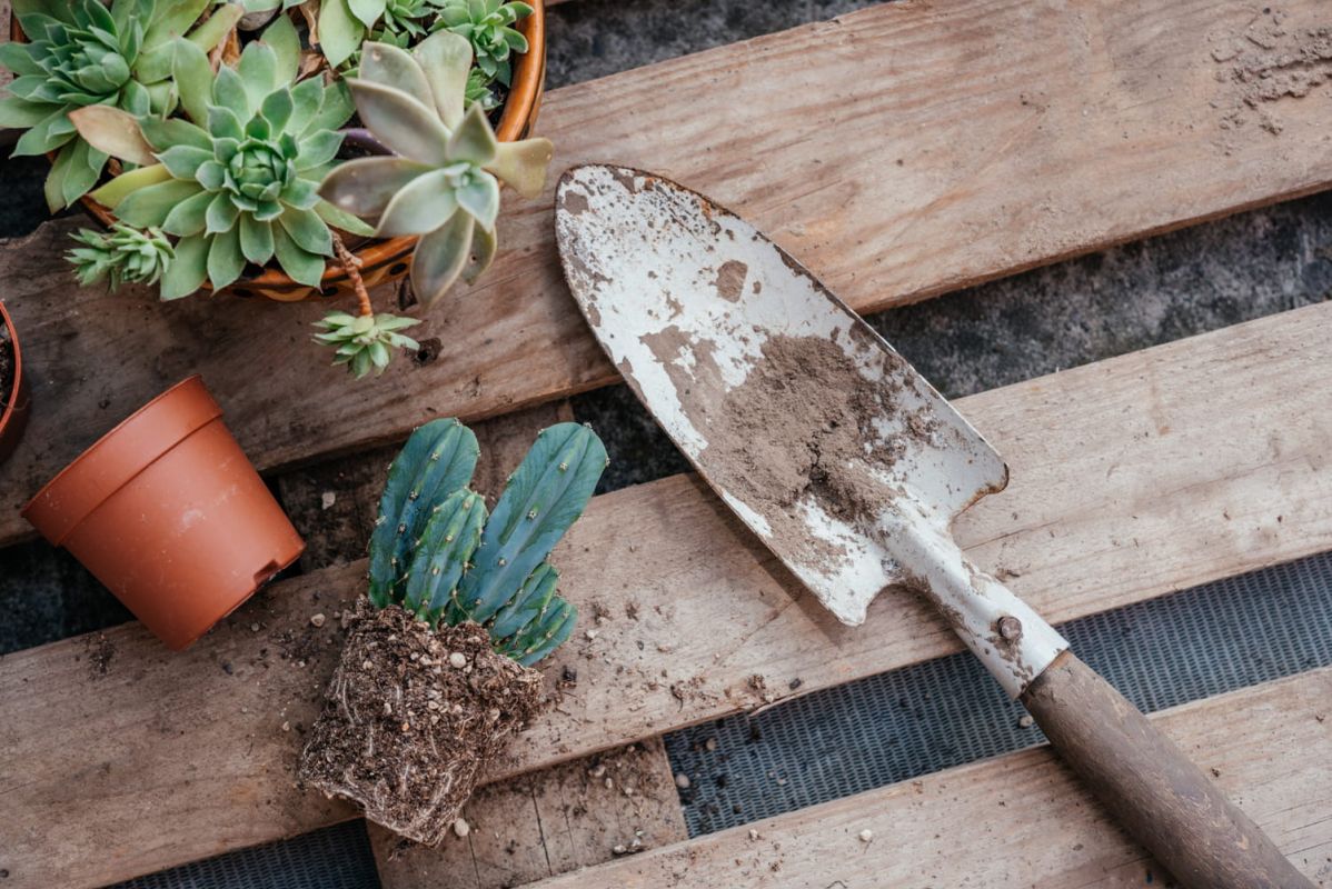 Les secrets du rempotage des cactus : guide pratique