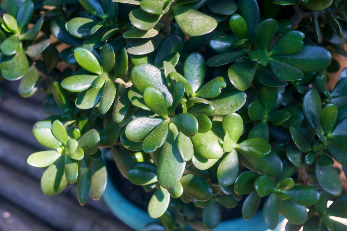 Voici comment adopter l'arbre de Jade pour attirer chance et prospérité