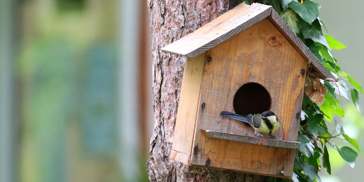 Créer un havre de paix pour les oiseaux : le guide du nichoir