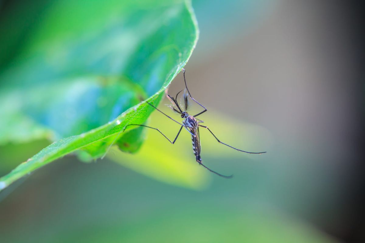 Des plantes anti-moustiques pour un été serein