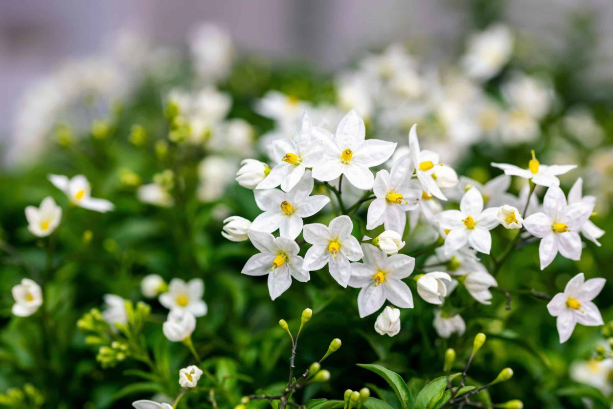 Bouturer le jasmin : le guide complet pour réussir vos boutures cet été