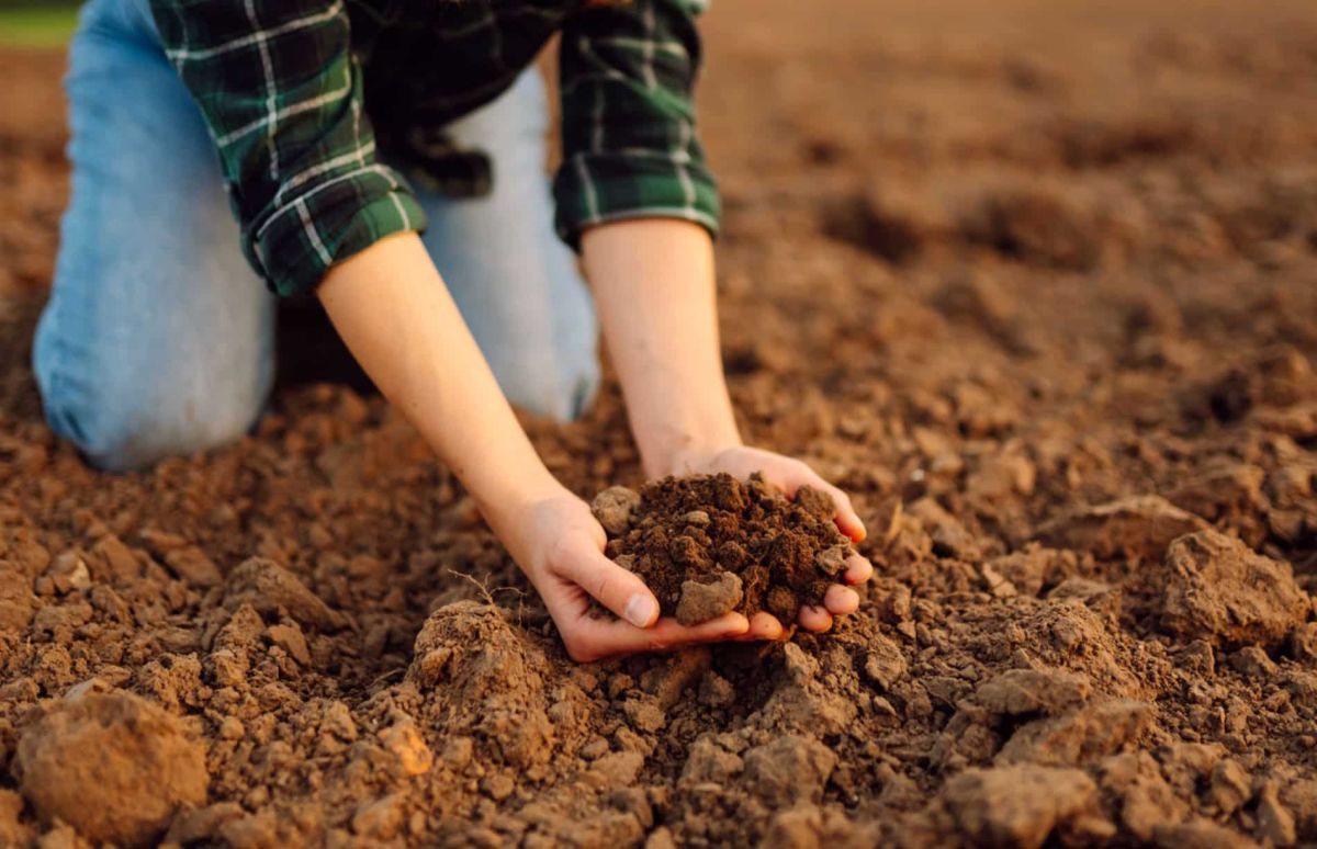 Préparez votre potager pour mars : les étapes essentielles à suivre