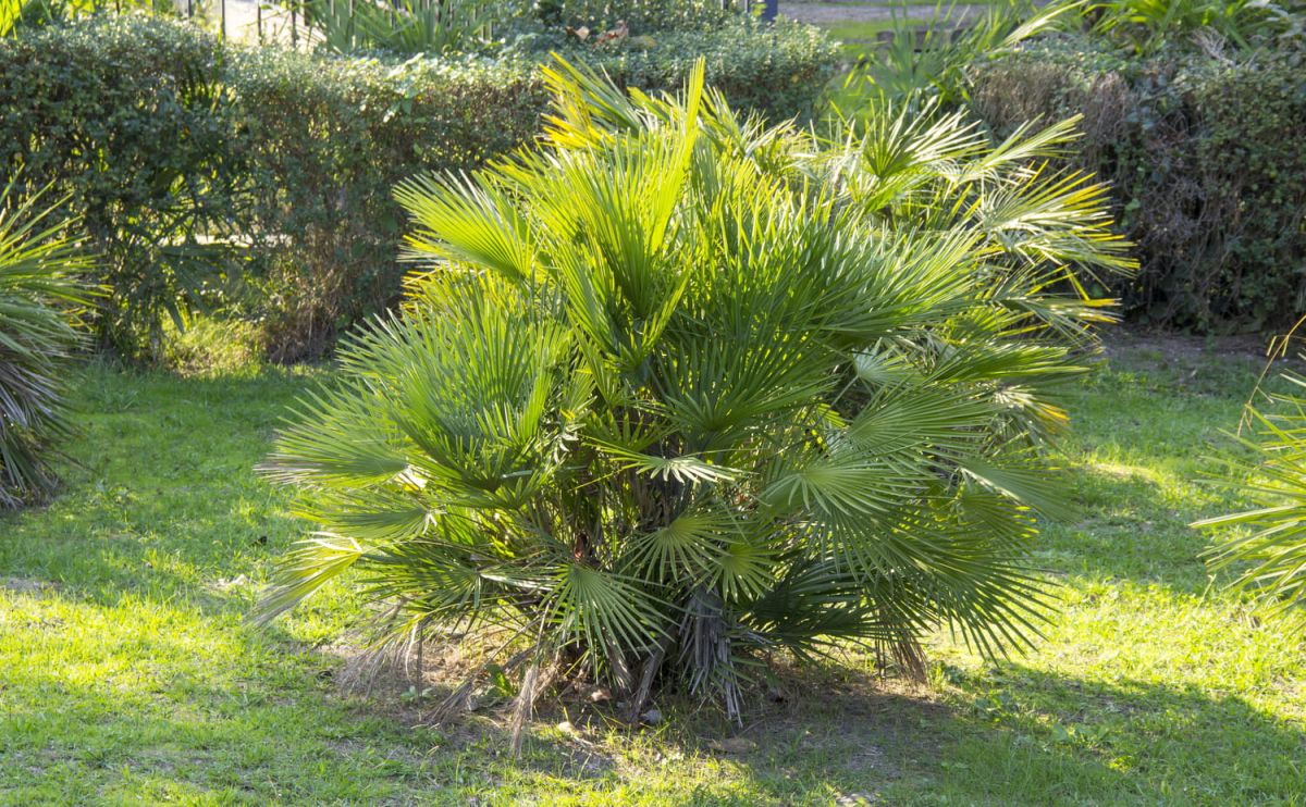 Le palmier nain : un atout exotique pour votre jardin