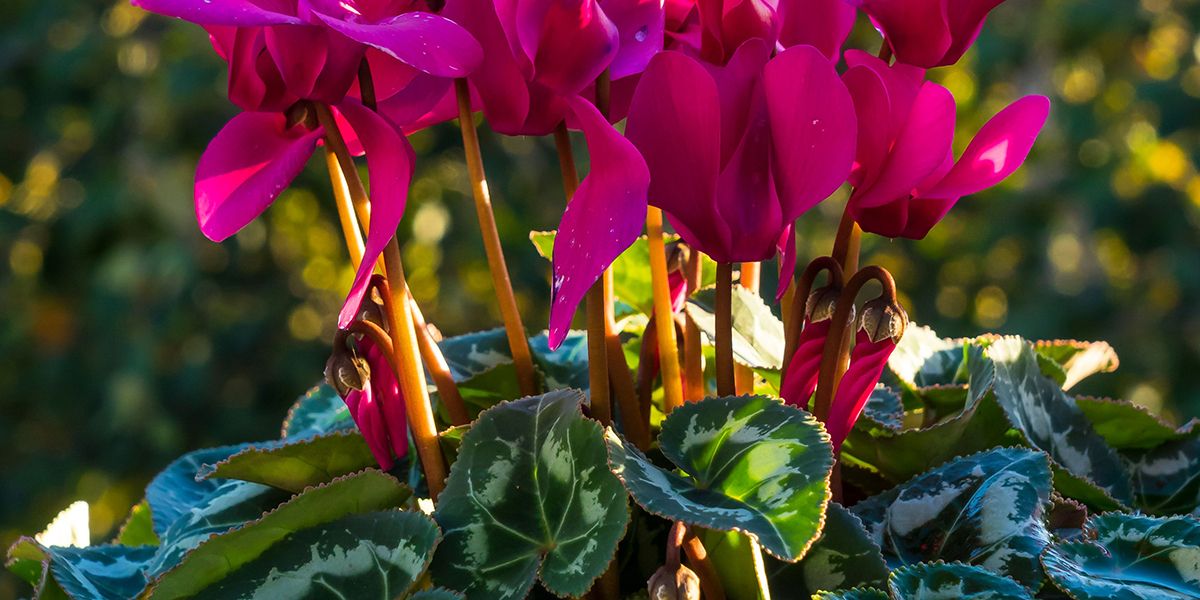 Cyclamen de Perse : une pépite florale à adopter