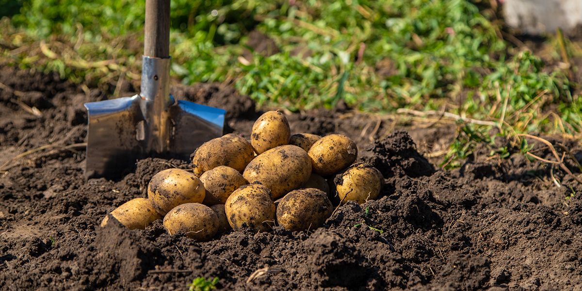 renouvelez votre potager : que planter après les pommes de terre ?